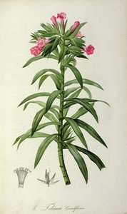 Echium Grandiflorum, da 